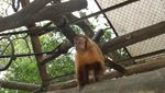 Ada Koleksi Hewan Baru di Ragunan, Mampir Yuk!