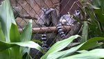 Ada Koleksi Hewan Baru di Ragunan, Mampir Yuk!
