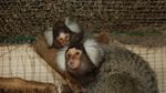 Ada Koleksi Hewan Baru di Ragunan, Mampir Yuk!