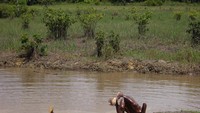 Sambil mandi, dua anak senggo sedang melakukan salto di sungai