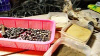Akar bahar yang sudah dihaluskan, siap dirangkai menjadi gelang atau kalung.
