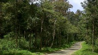 view mulai dari gerbang pintu masuk menuju kawah putih
