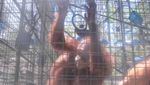 Arboretum Nyarumenteng, Tempat Anak Pelajari Orangutan
