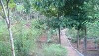 Jalan setapak menuju ke Goa Lawa dan Goa Macan