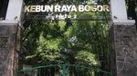 Asyiknya Jalan-Jalan di Kebun Raya Bogor