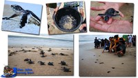 Pelepasan tukik di pantai Pangumbahan