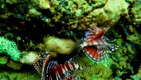 Lion Fish banyak dijumpai di lokasi penyelaman Jetty