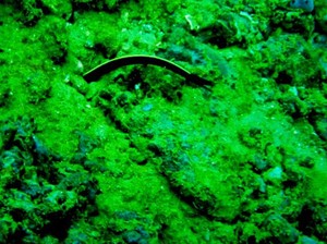 Batu Badiri, Jetty dan Middle Point Lokasi Penyelaman yang Luar Biasa