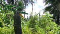 Batu ini adalah Gowe untuk menari pada masa itu