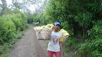 Penambang yang sedang memikul belerang