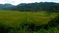 Sawah Lingko, Ruteng.