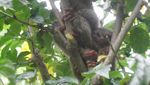 Bercanda dengan Si Imut Tarsius di Tandurusa