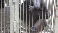 Monyet hitam Sulawesi (Dok.Afif)