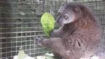Bercanda dengan Si Imut Tarsius di Tandurusa
