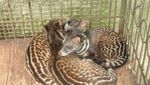 Bercanda dengan Si Imut Tarsius di Tandurusa