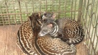 Musang khas Sulawesi (Dok.Afif)