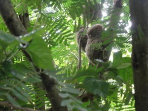 Bercanda dengan Si Imut Tarsius di Tandurusa