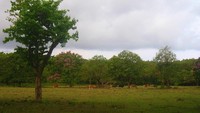 Kawanan Banteng di Cidaun
