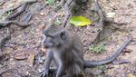 Bercengkrama dengan Monyet di Hutan Monyet Pusuk, Lombok