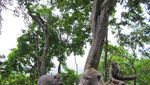 Bercengkrama dengan Monyet di Hutan Monyet Pusuk, Lombok