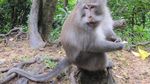 Bercengkrama dengan Monyet di Hutan Monyet Pusuk, Lombok