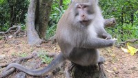 Hutan Monyet Pusuk4