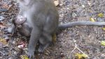 Bercengkrama dengan Monyet di Hutan Monyet Pusuk, Lombok