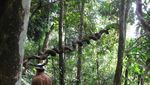 Bercinta dengan Alam Liar di Taman Nasional Gunung Palung
