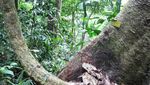 Bercinta dengan Alam Liar di Taman Nasional Gunung Palung