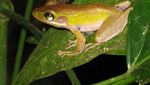 Bercinta dengan Alam Liar di Taman Nasional Gunung Palung