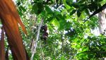 Bercinta dengan Alam Liar di Taman Nasional Gunung Palung