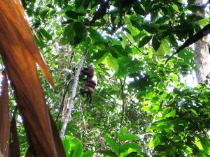 Bercinta dengan Alam Liar di Taman Nasional Gunung Palung