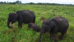 Berkenalan dengan Gajah-Gajah Way Kambas