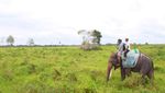 Berkenalan dengan Gajah-Gajah Way Kambas