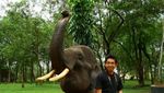 Berkenalan dengan Gajah-Gajah Way Kambas