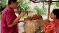 Mencicipi salak Sidimpuan di kampung Persalakan, Padang Sidimpuan