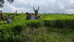 Berlibur di Kebun Teh Kerinci