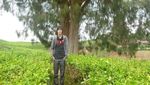 Berlibur di Kebun Teh Kerinci