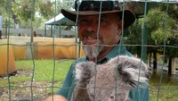 Baby koala
