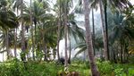 Botik, Salah Satu Pesona Kepulauan Mentawai
