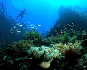 Bubur, Bibir, dan Bunaken di Manado