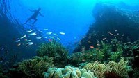 Keindahan Bawah Laut Bunaken