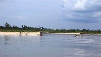 Berselancar dengan pemandangan hutan (Albert Saniko/detikTravel)