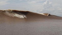 Berselancar di Sungai Bono (Albert Saniko/detikTravel)