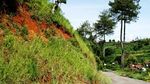 Bukit Tunggul Cibodas, Lembang