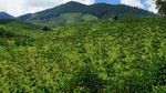 Bukit Tunggul Cibodas, Lembang