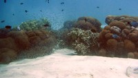 Ribuan ikan hias bermain di atas coral dan pasir putih