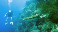 Wall coral di kedalaman 12 meter