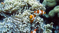Clown fish yang lebih dikenal dengan Nemo