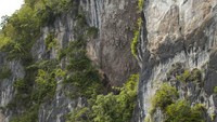 Terlihat sagu seperti tanah liat yang menempel menggantung di dinding tebing.